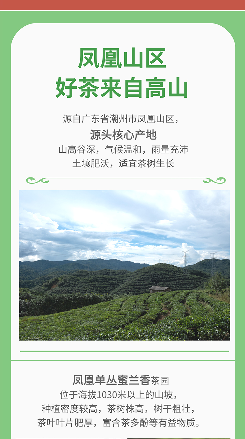 凤凰单丛蜜兰香_02