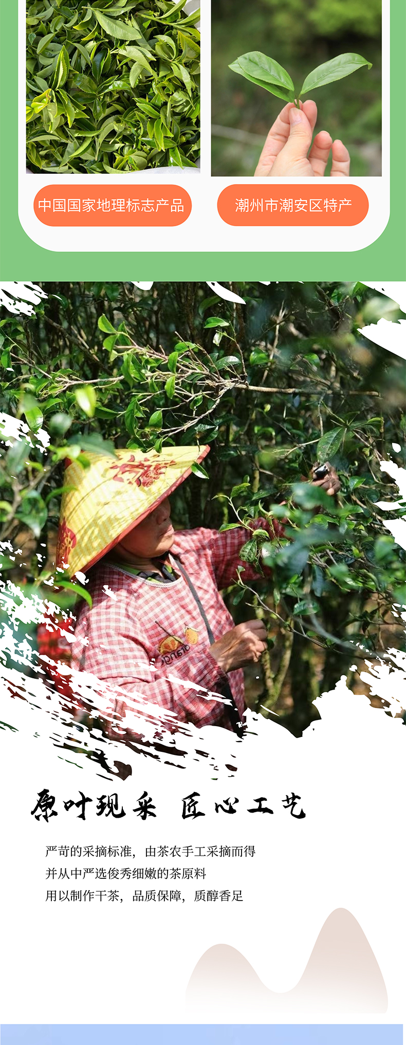 凤凰单丛蜜兰香_03