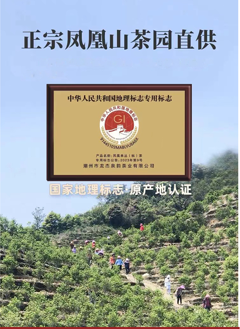 凤凰单丛蜜兰香_04