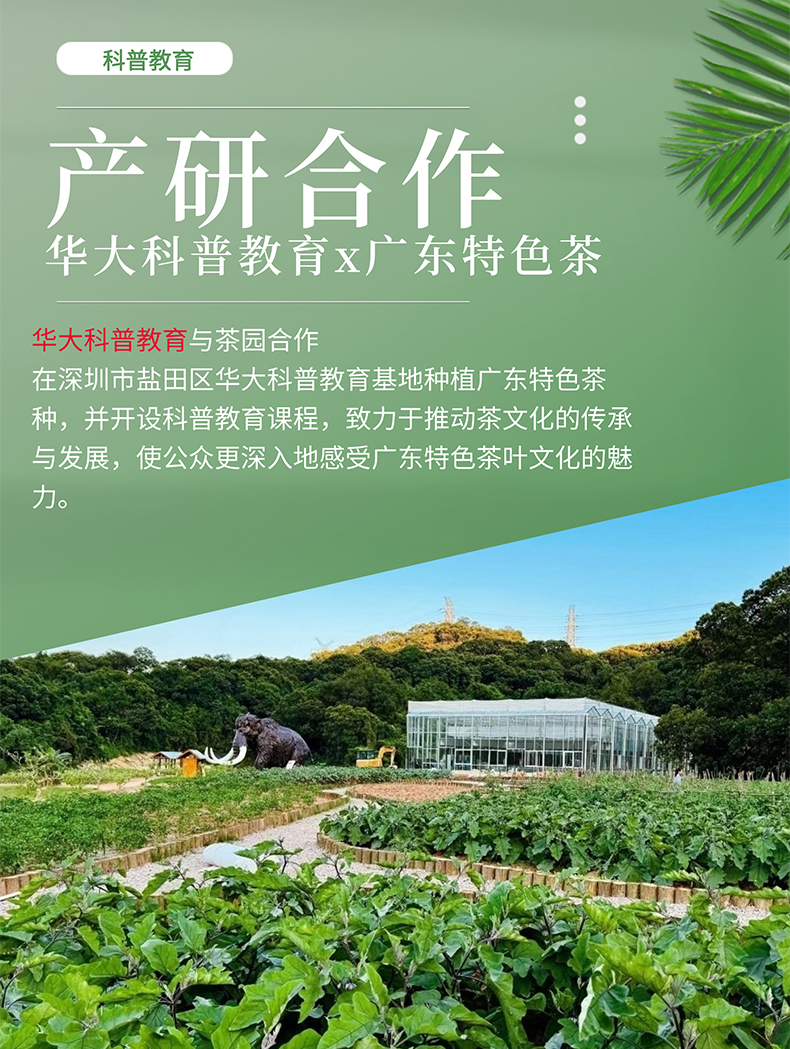 凤凰单丛蜜兰香_11