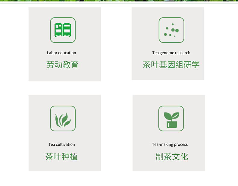 凤凰单丛蜜兰香_12