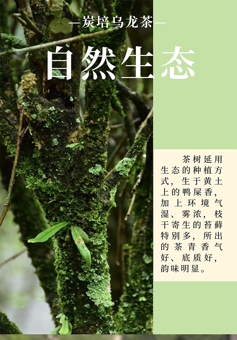 凤凰单丛鸭屎香_01