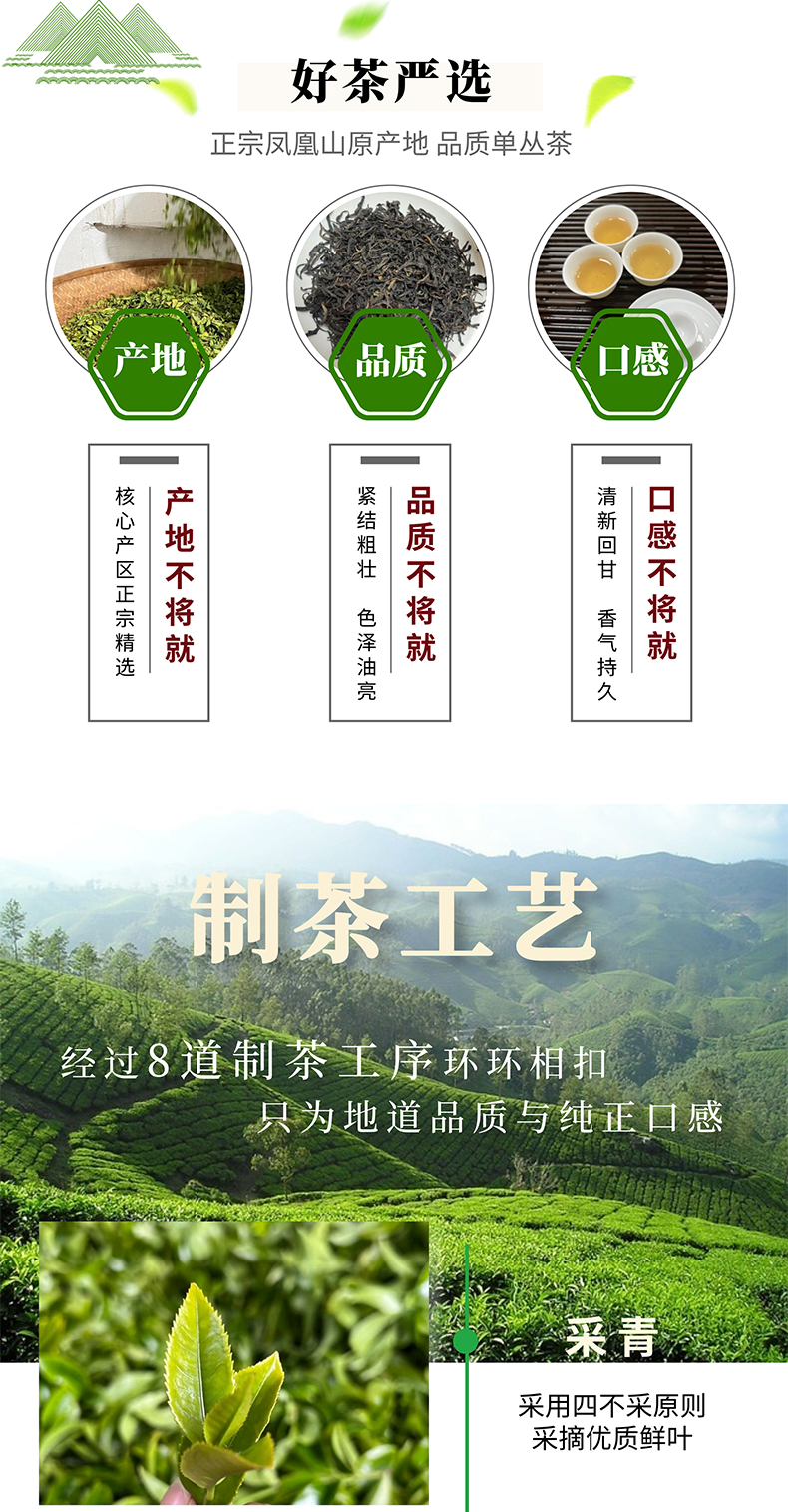 凤凰单丛鸭屎香_04