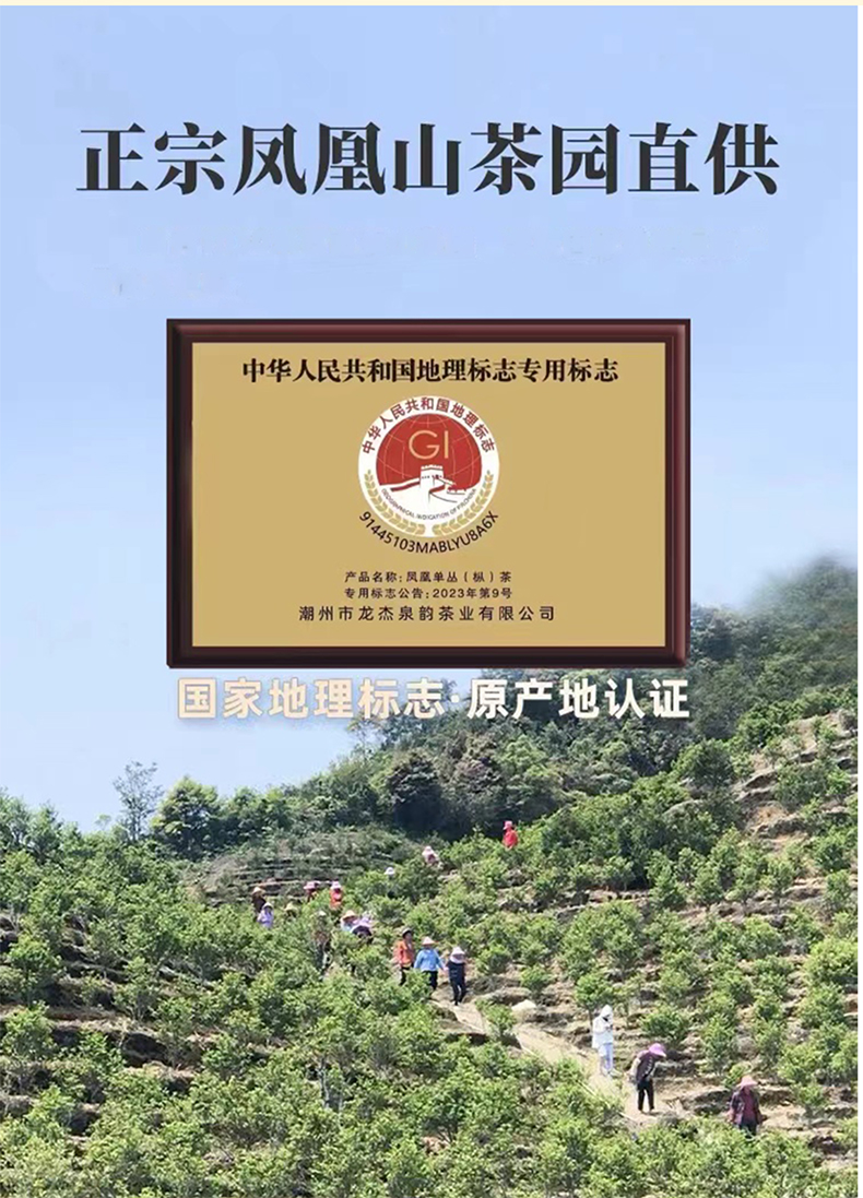 凤凰单丛鸭屎香_09